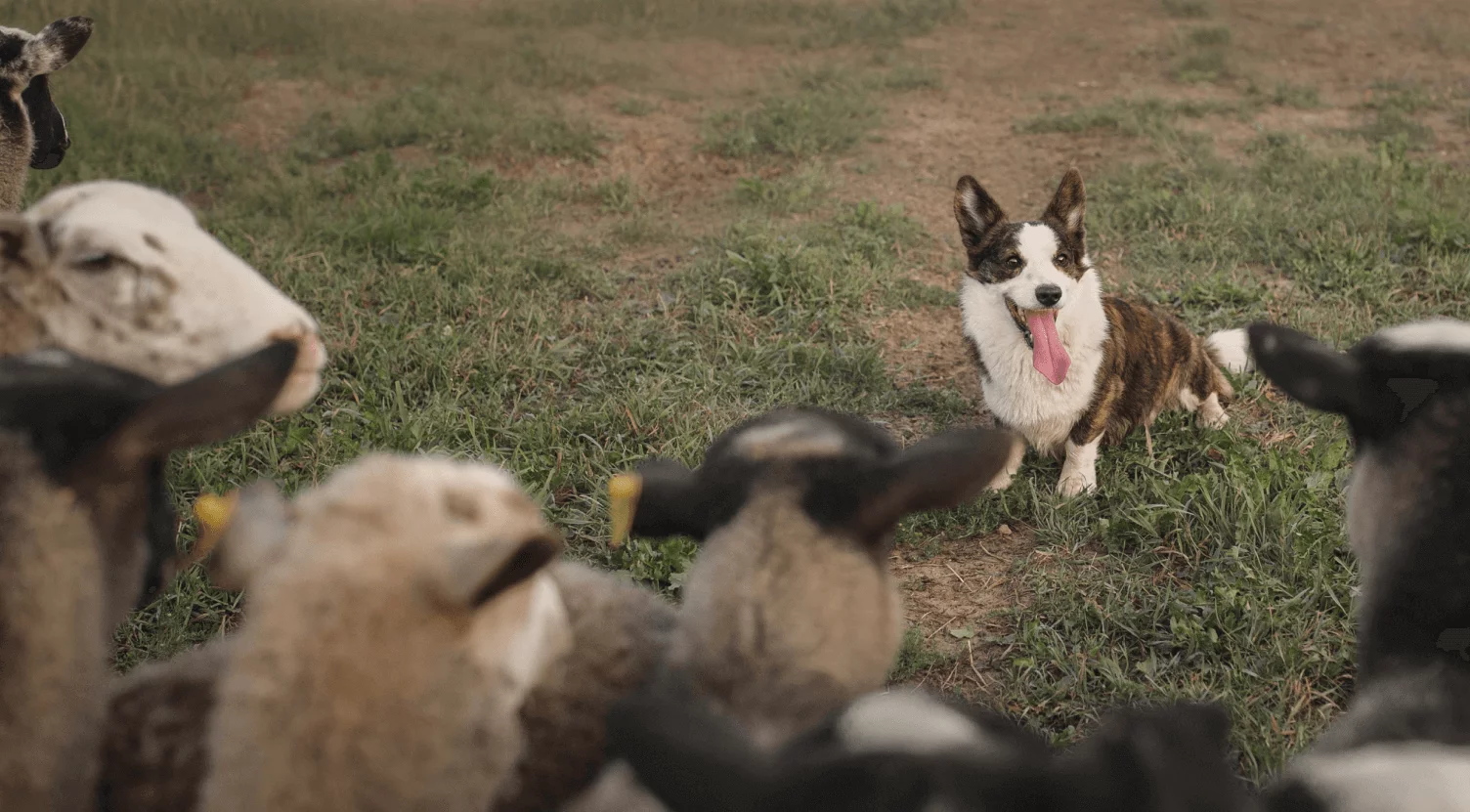 Dog